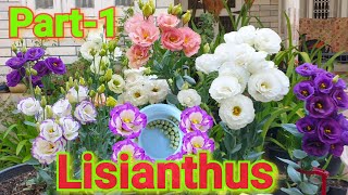 How to grow Lisianthus from seeds Part1 [upl. by Larok]