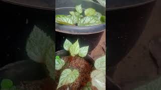 Bigonia leaf propagation 🥳🥳🥳Bigonia gardeningmalayalam [upl. by Bettine]