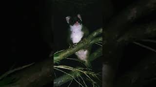 Our little Ringtail Possum comes out to say Hello ❤️ 💕 💞 ♥️ [upl. by Eiramnaej]