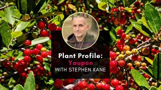 Plant Profile Yaupon Holly with Stephen [upl. by Elvina]