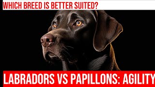 Labradors vs Papillons Comparing Size amp Agility [upl. by Eseilana]