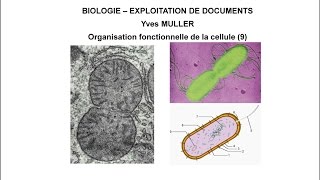 9 Origine évolutive de la mitochondrie  Thème  Organisation fonctionnelle de la cellule [upl. by Luis]