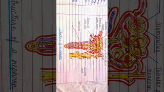 How to make structure of neuron in simple way class 10 biology science art drawing shorts [upl. by Burnley]