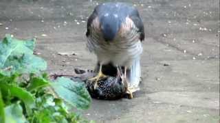 Sparrowhawk plucking live Starling pt1 [upl. by Lateh644]