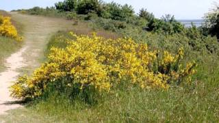 Fotostrecke Insel Hiddensee Perle der Ostsee [upl. by Waddle810]