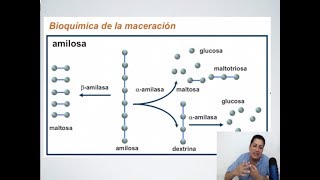 Masterclass sobre Maceración en la Elaboración de Cerveza [upl. by Nelda766]