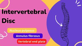 Intervertebral Disc  Components functions and clinical Anatomy of the intervertebral disc [upl. by Aremat]