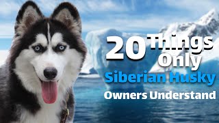 20Things Only Siberian Husky Owners Understand [upl. by Zetta]