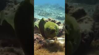 Gymnothorax funebris underwatervideo buceo peskatore [upl. by Phina273]