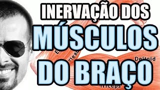 Vídeo Aula 109  Anatomia Humana  Sistema Muscular Inervaçao dos Músculos do Braço [upl. by Molahs]