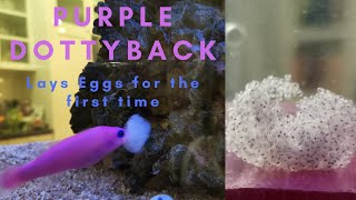 Purple Magenta Dottyback eggs hatching breeding reef [upl. by Caughey]