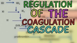 Regulation of the Coagulation Cascade  Protease Inhibitors  Fibrinolytic System [upl. by Assiral]