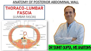 THORACOLUMBAR FASCIA  Anatomy [upl. by Perretta]