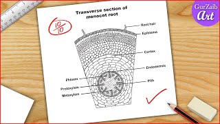 Monocot root diagram drawing  Easy step by step [upl. by Maclay]