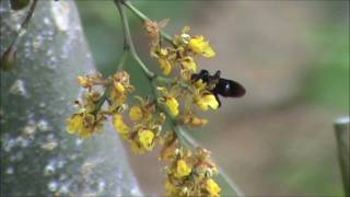 Orchid pollination Trichocentrum pumilum Oncidiinae pollinated by oilgathering bees [upl. by Bodi]