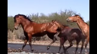 Wild Horse Action at the Salt River by Karen McLain [upl. by Barden]