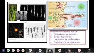 Maduración de las Neuronas [upl. by Aikin]