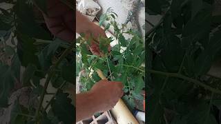 Cómo amarrar tomate 🍅🍅🍅cultivo tomato tomate [upl. by Hartzke]