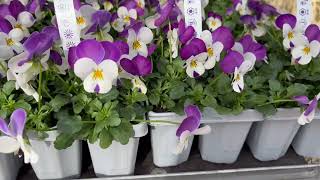 Garden Tour Nursery In Spring pansies primroses violas camellia citrustree azalea gardentours [upl. by Wes]