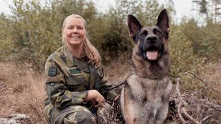 Möt Försvarsmaktens Hunddressörer [upl. by Jeramey]