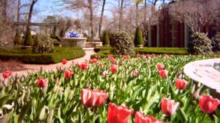 Pink Tulips TimeLapse [upl. by Bina793]