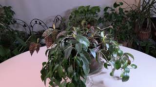 Lipstick Plant Aeschynanthus Care What to Know [upl. by Bega]