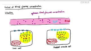 1410 How our cells process glucose Cambridge AS A Level Biology 9700 [upl. by Greta]