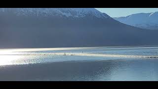 surfing a bore tide in turnagain arm [upl. by Atinrev]