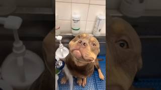 Cute Pitbulls Compilation 🥺❤️ pitbull dog funny pets cute [upl. by Tosch]