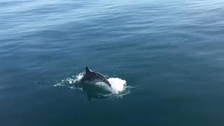 Delfines cazando peces voladores en directo [upl. by Eniak280]