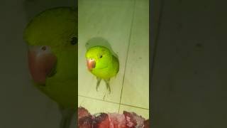 Main tota main tota  hare rang ka main tota shorts viral cuteparrot [upl. by Francesco]