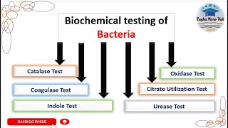 Six common Biochemical tests Bacterial Identification Technique microbiologylaboratorylecture [upl. by Cecelia105]