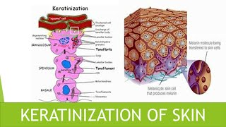 Keratinization of skin [upl. by Elleret]