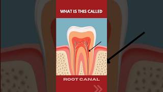 Tooth 🦷🦷 Anatomy 🥶 Tooth 🦷 essential science 🔭🔭youtube tooth anatomy [upl. by Negris]