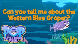 POP Can you tell me about the Western Blue Groper  kids science and HASS education [upl. by Nyladnar]