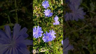 Cichorium intybus cichociemnyzima flower flowers nature [upl. by Claude]