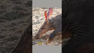 Aardvark Secrets You Never Knewaardvark wildlife fascinatingfacts [upl. by Heman]