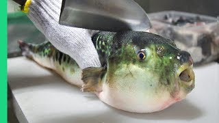 Eating Japans POISONOUS PufferFish ALMOST DIED Ambulance [upl. by Costello53]