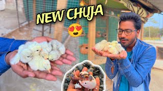 New Chuja Agaya🐣  Assam Krishi TV [upl. by Enaj269]