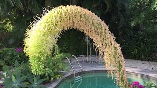 Agave Fox tail Century plant in full bloom [upl. by Lawley786]