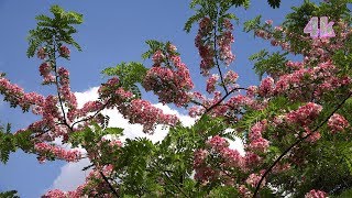 Pink Cassia Javanica Flower are in full blooming in 4K [upl. by Atlanta]