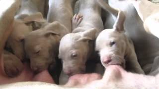 Closeup weimaraner puppies drinking [upl. by Minoru]