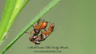 SIGNAL FLY mating Rivellia quadrifasciata [upl. by Gnut]