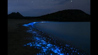 Sea of Stars  Vaadhoo Island Maldives [upl. by Anuhsal]