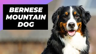 Bernese Mountain Dog 🐶 The Giant amp Fluffiest Mountain Dog [upl. by Asiek]