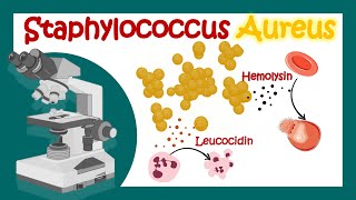 Staphylococcus Aureus  Pathology  Microbiology  What is the best treatment for Staph aureus [upl. by Leotie]