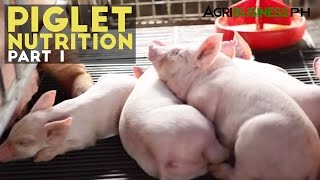 Piglet Nutrition Part 1  Importance of Piglet Nutrition  Agribusiness Philippines [upl. by Magdau]