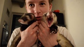 What Its REALLY Like Owning Ferrets [upl. by Monah]