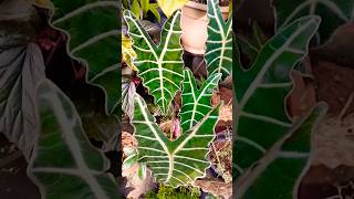 Alocasiaalocasia amazonica new plantshade loving plantnew gardendesign indoorideas gardening [upl. by Tremayne83]