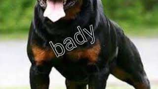 Rottweiler köpek isimleri [upl. by Tallu]